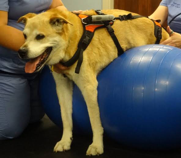 FCE in dogs physical therapy