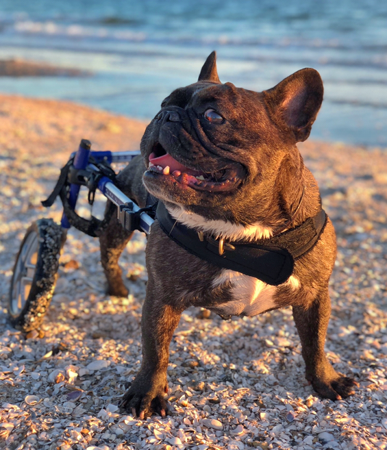 Dog wheelchair review